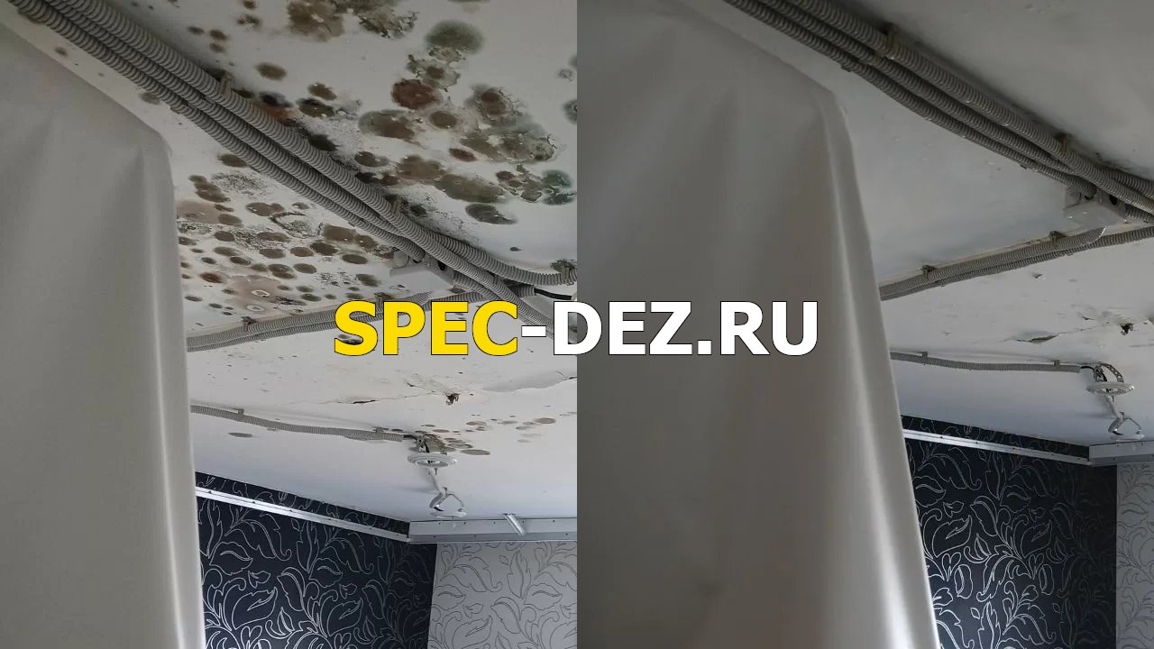 Удаление плесени на стенах